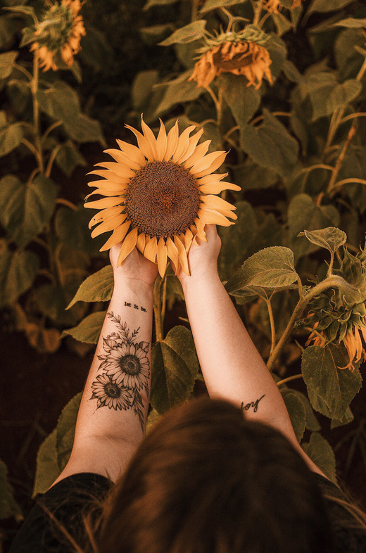 Person Holding Sunflower